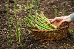 Asparagus - Planting, Growing & Harvesting Guide