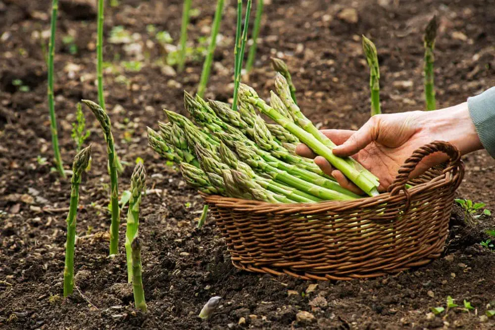 Asparagus Planting Growing Harvesting Guide