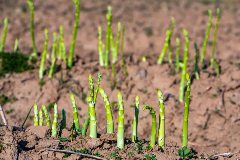 Asparagus Planting, Growing &amp; Harvesting Guide Hobby