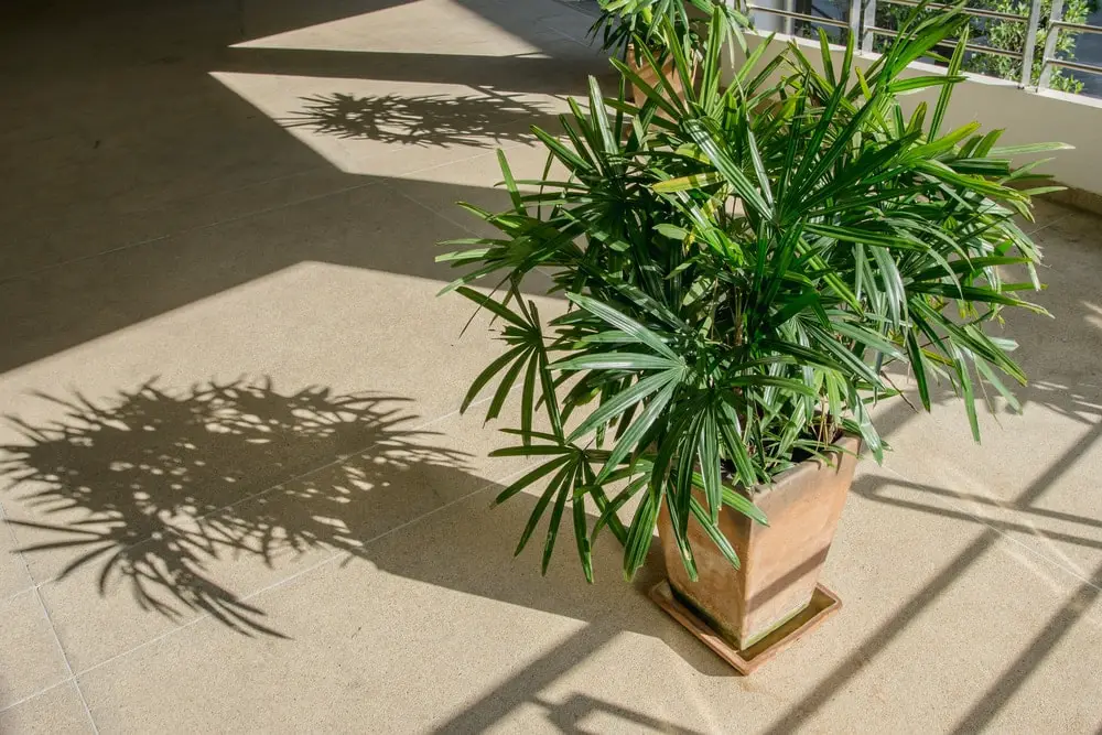 Bamboo Palm Bamboo Palm