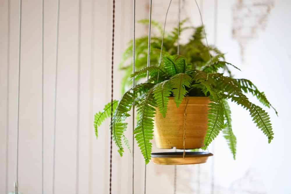 Boston Ferns Boston Ferns