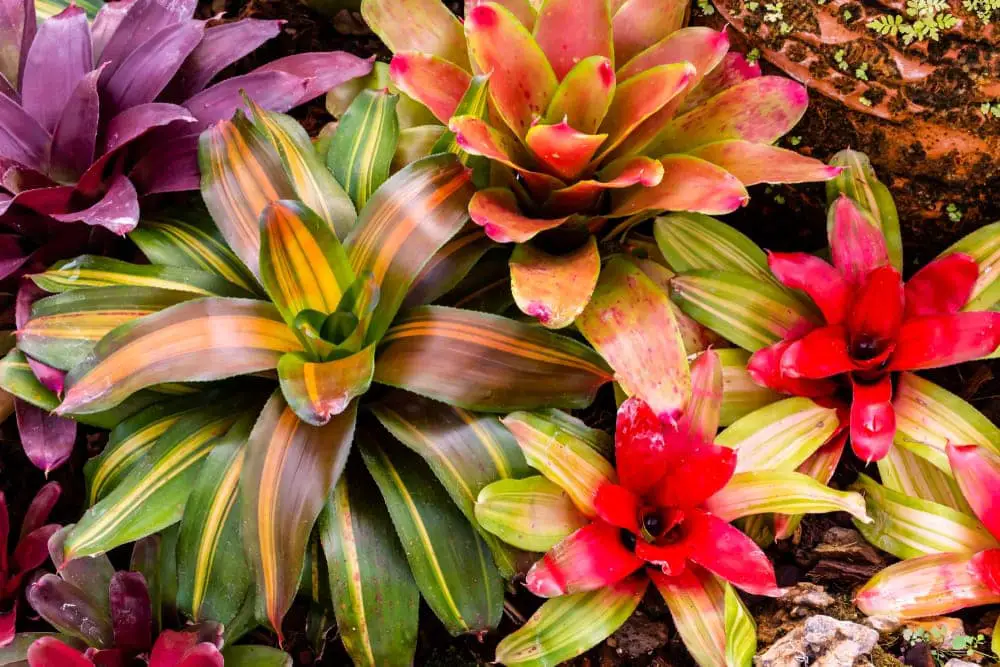 Bromeliads Bromeliads