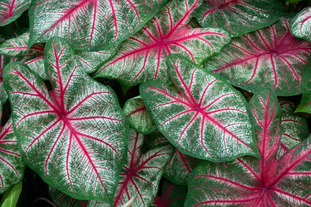 Caladium Caladium