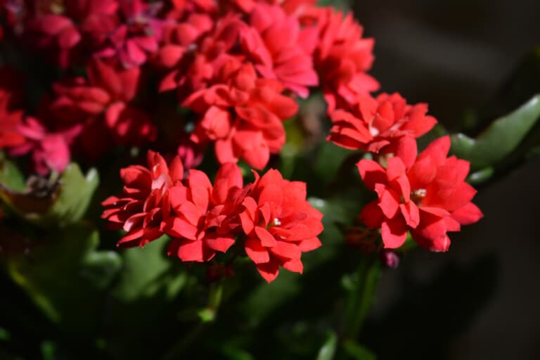 Calandiva Plant Care and Growing Guide
