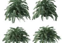 Cardboard Palm Growth and Care Guide