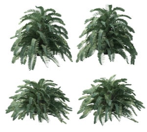 Cardboard Palm Growth and Care Guide