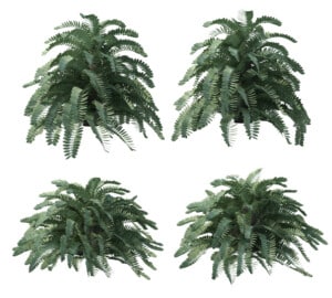 Cardboard palm isolated 1