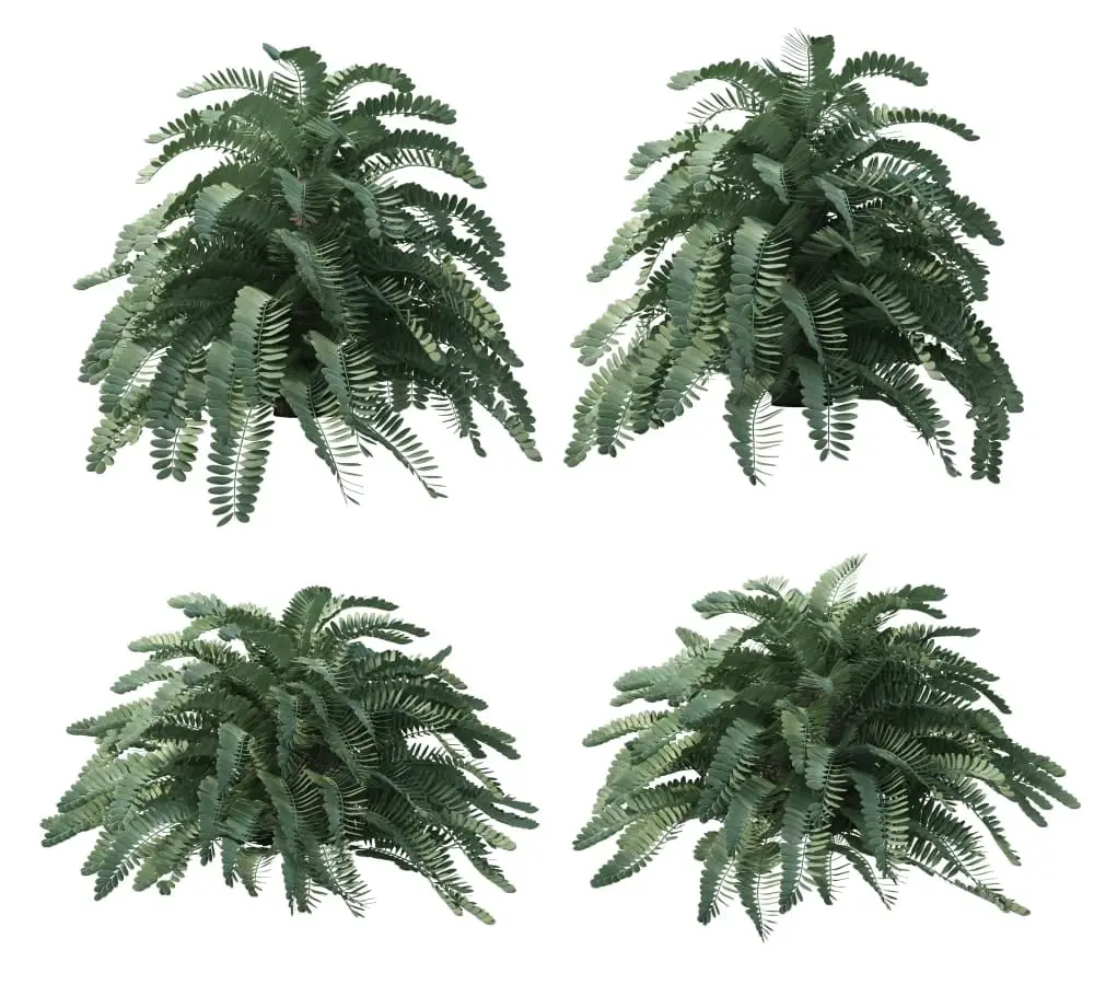 Cardboard palm isolated 1