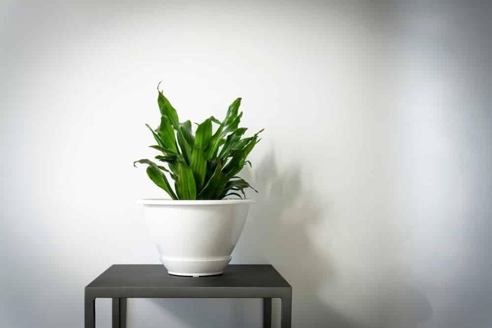 Corn Plant Corn Plant
