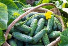 Cucumbers - Planting, Growing, & Harvesting Guide