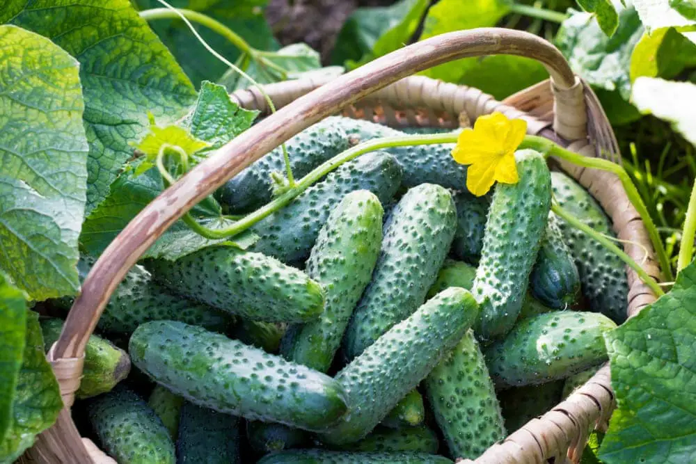 Cucumbers Planting Growing And Harvesting Guide