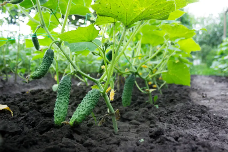 Cucumbers Planting, Growing, & Harvesting Guide