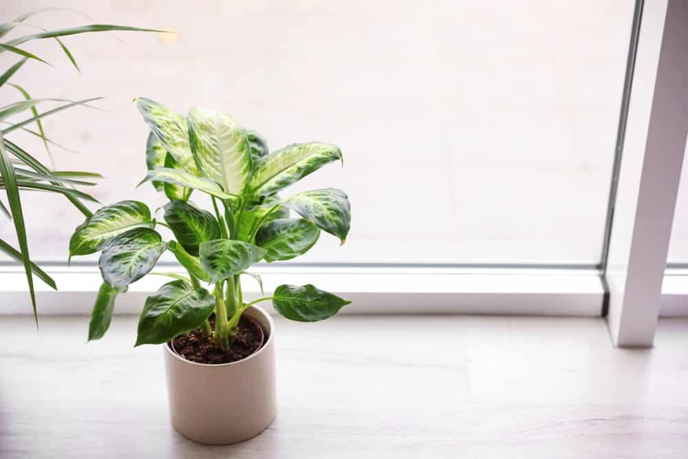 Dieffenbachia Dieffenbachia