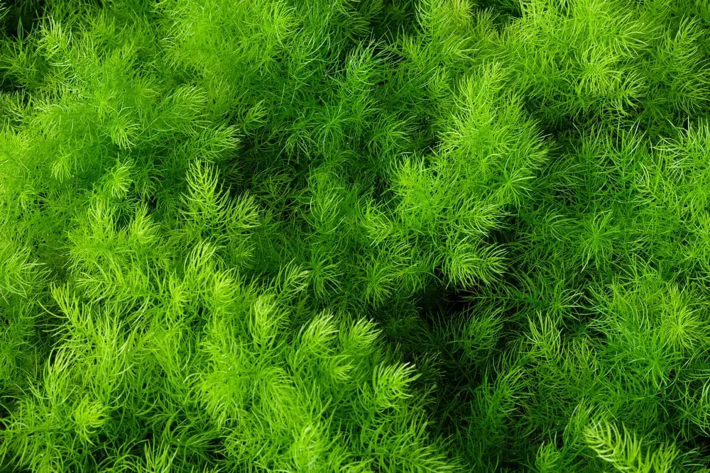 Dill in a garden