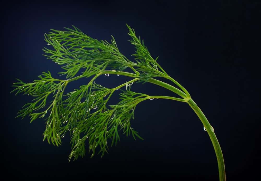 Dill—Planting Growing and Harvesting