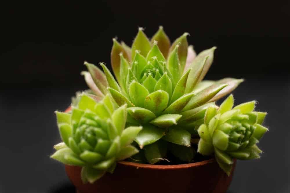 Dudleya Plant isolaTED