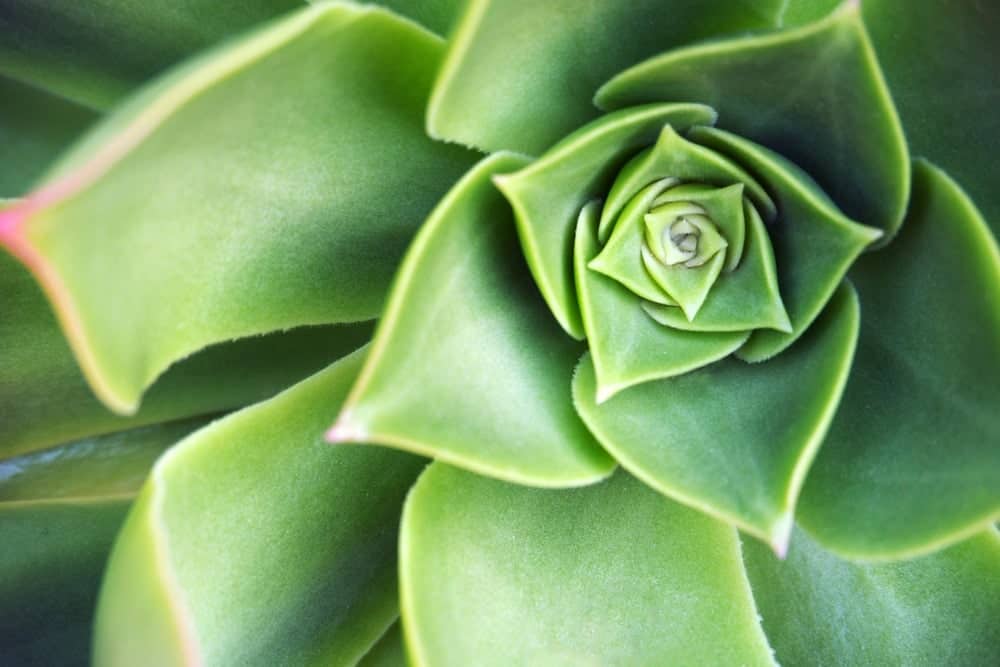 Echeveria Plant Care