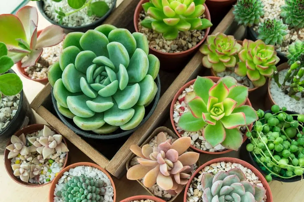 Echeveria Echeveria