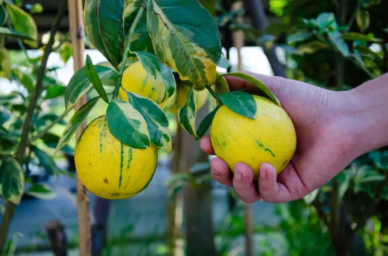 Eureka Pink Lemon Tree Plant Care & Growing Guide
