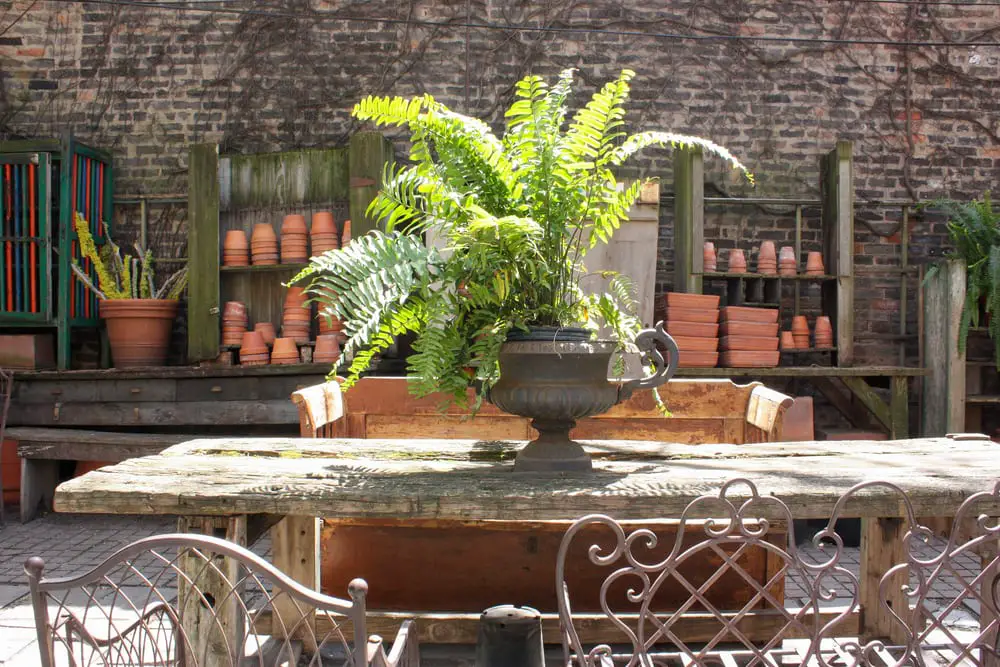 Ferns Ferns