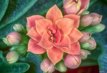 Flowering Kalanchoe  Plant Care and Growing Guide
