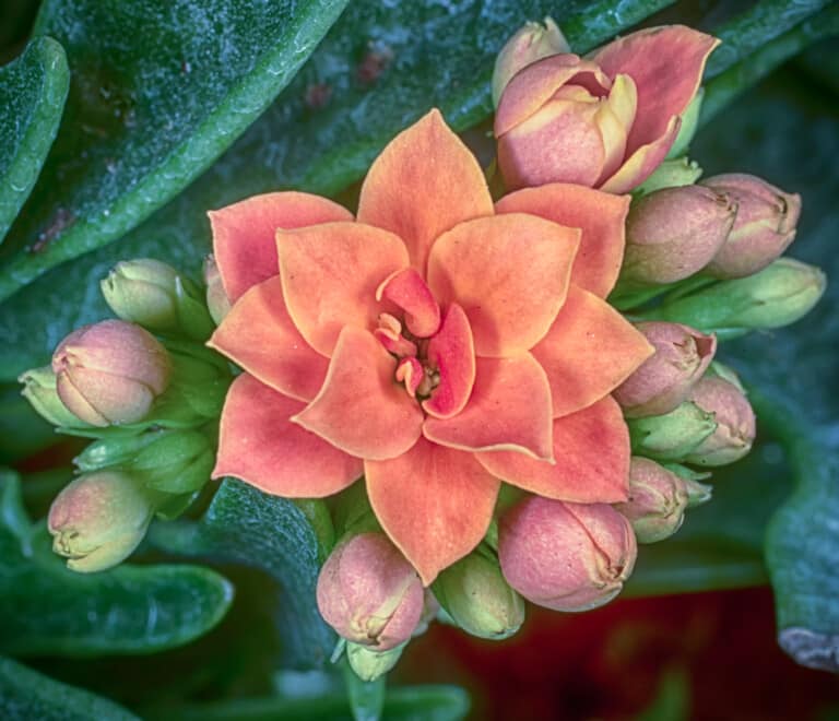 Flowering Kalanchoe Care Growing Guide