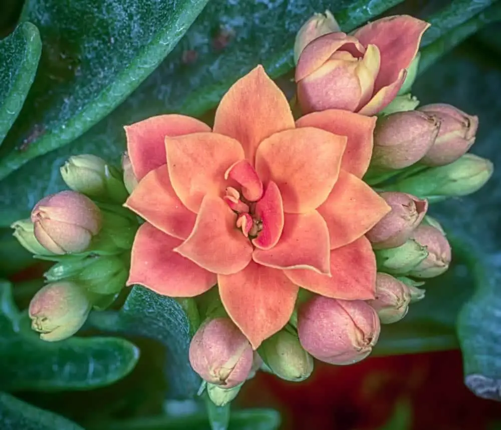 Flowering Kalanchoe Care Growing Guide