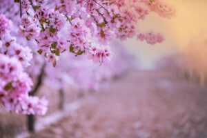 Flowering Almond Trees Care & Growing Guide