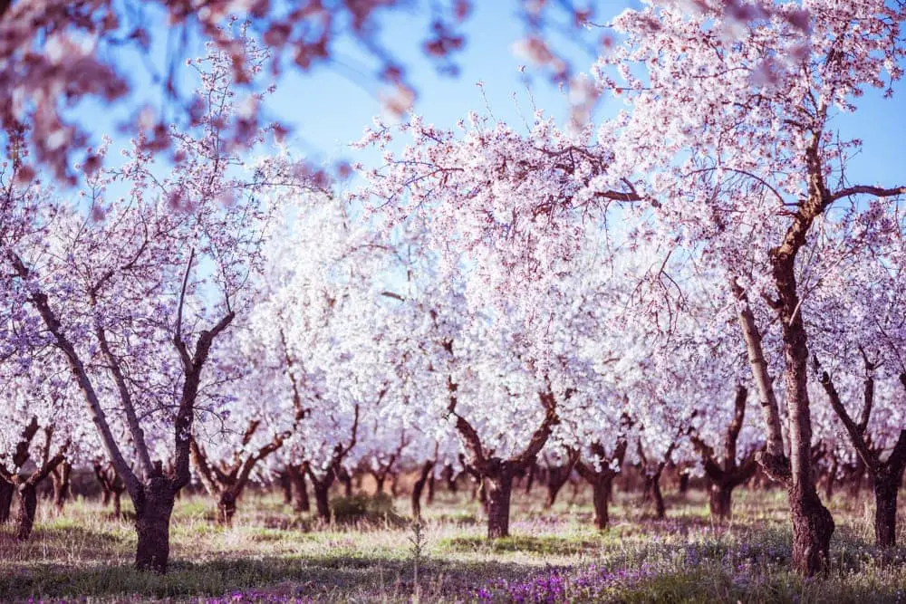 Flowering Almond Trees Care And Growing Guide