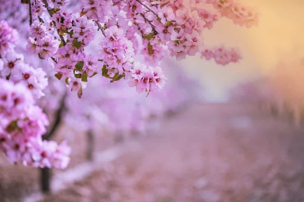 Flowering almond trees