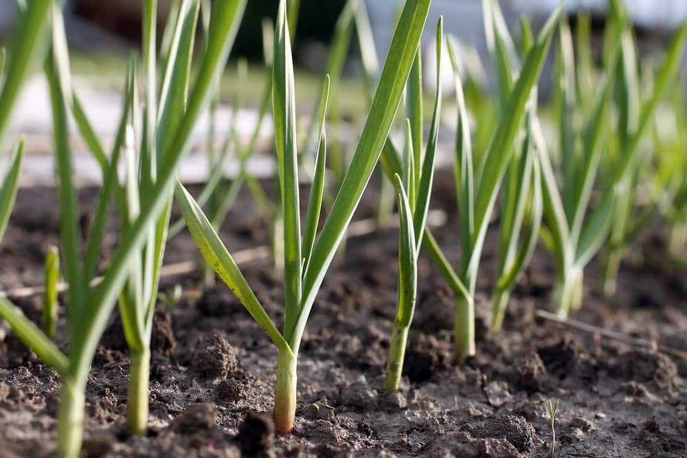 Garlic Planted in a ground