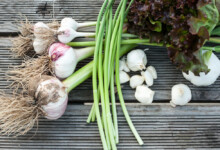 Garlic - Planting, Growing & Harvesting Guide