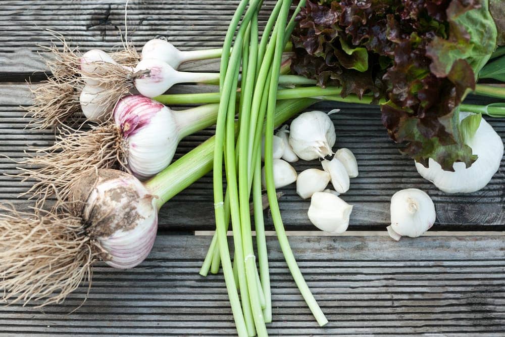 Garlic Planting Growing Harvesting Guide