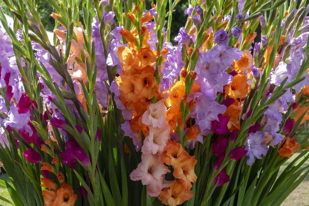 Gladiolas Plant Care Growing GUide