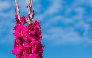 Gladiolus: Plant Care and Growing Guide