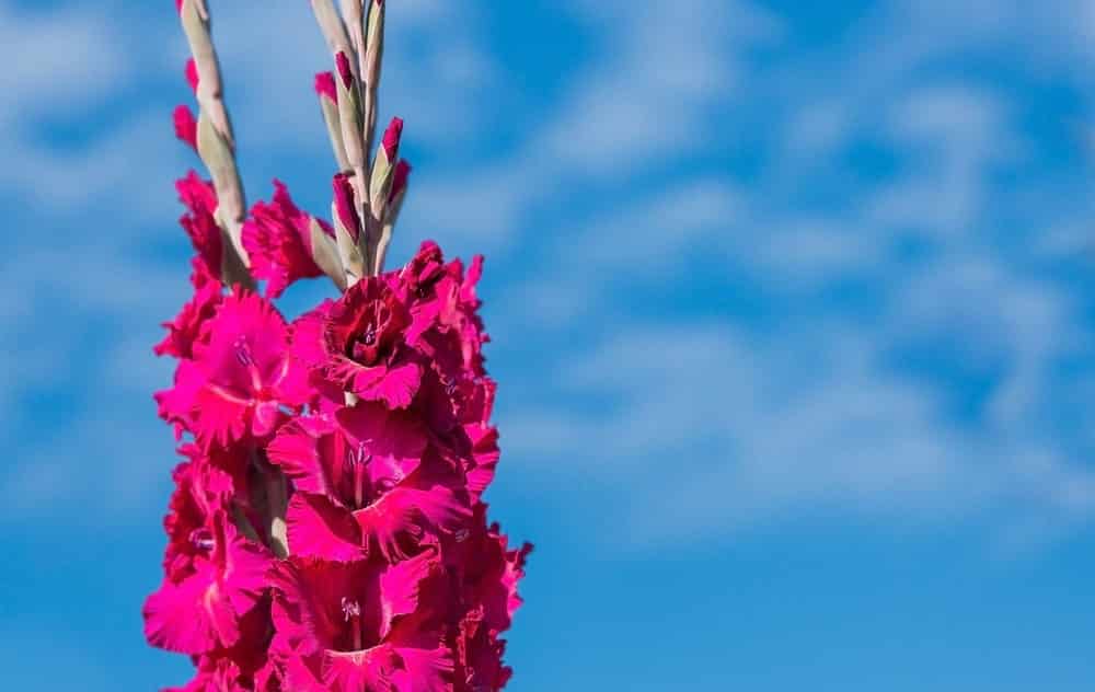 Gladiolus Plant