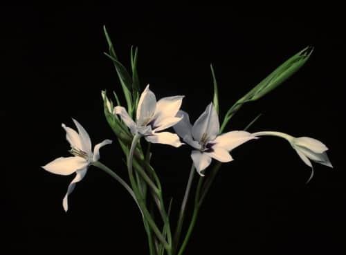 Gladiolus acidanthera