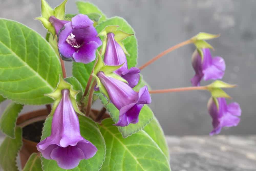 Gloxinia plant