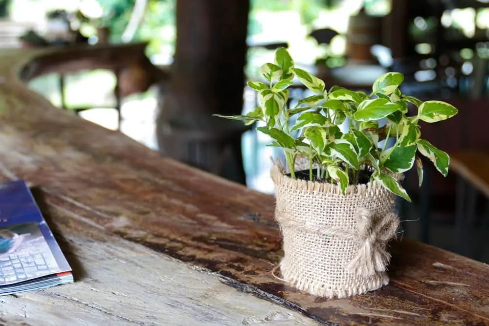 Golden Pothos Golden Pothos