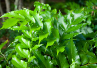 Holly Fern Growth and Care Guide