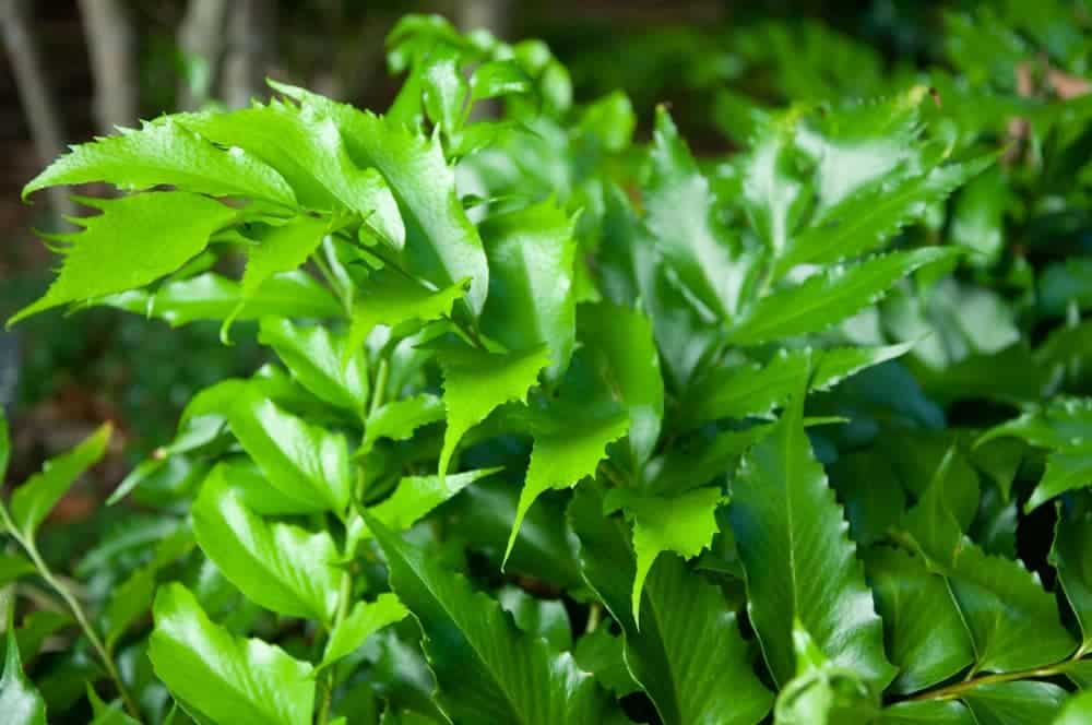 Holly fern Care Growing Guide