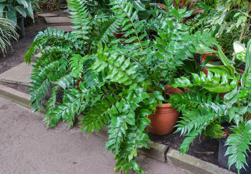 Holly Fern Growth and Care Guide