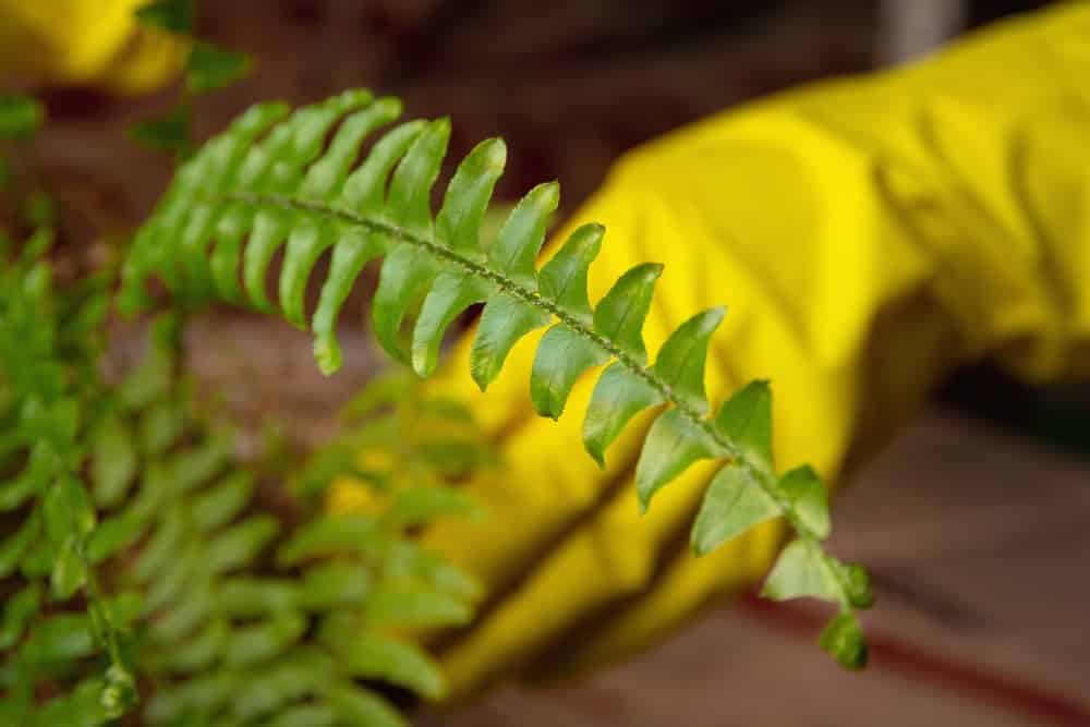 How To Transplant Move A Fern
