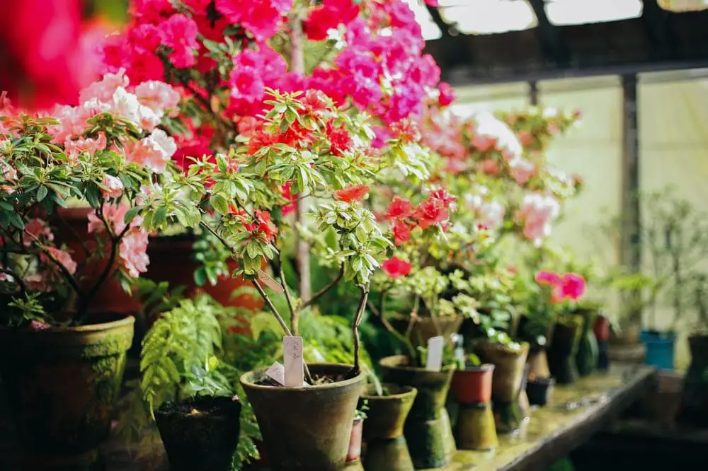 How to Transplant Move a Azalea Bush red