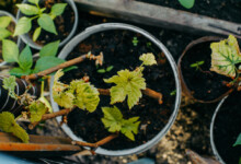 How to Grow Grapes in Containers or Pots