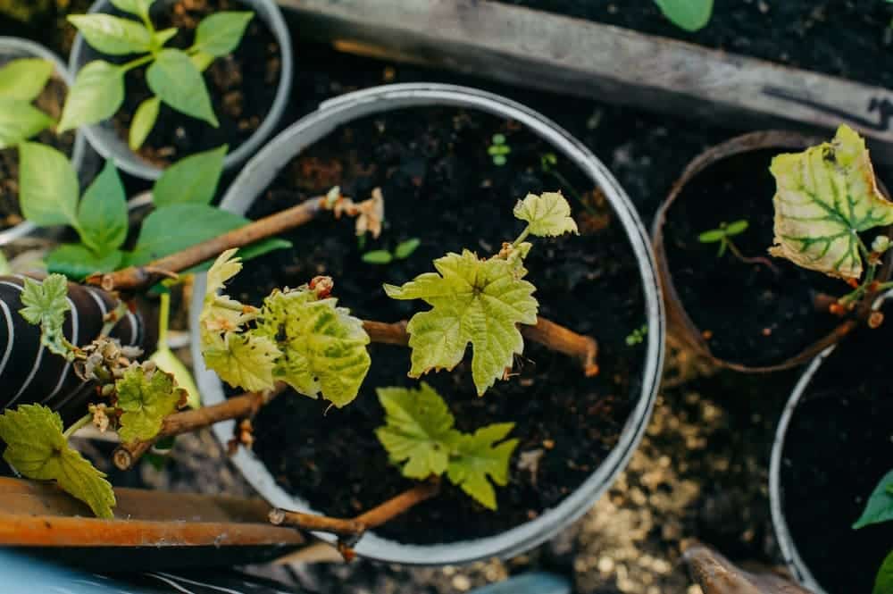 How to grow grapes in containerspots