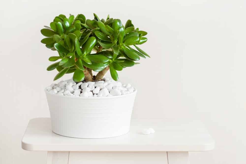 Jade Plant Jade Plant