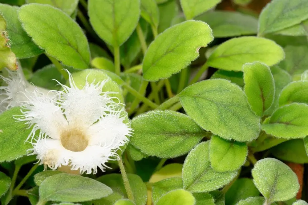 Lace Flower Vine