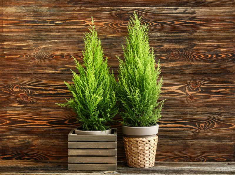 cypress plant hobbyplants