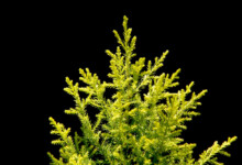 Lemon Cypress Plant Care & Growing Guide